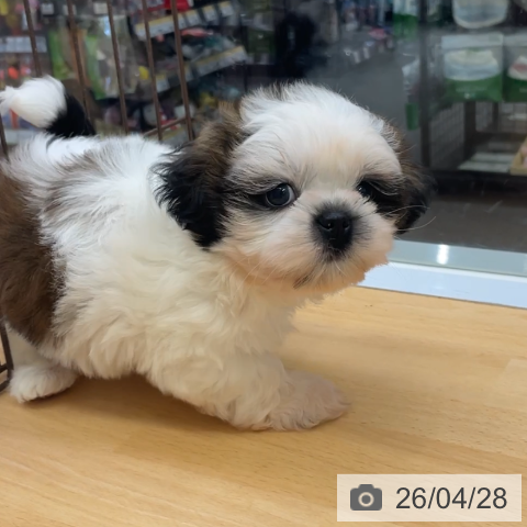 シー・ズーの写真