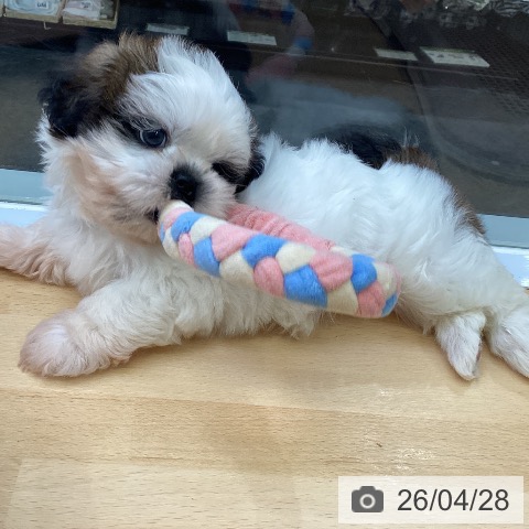 シー・ズーの写真