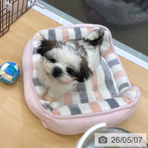 福岡県のシーズー (ペットプラス MARK IS 福岡ももち店/2026年2月24日生まれ/女の子/ゴールドホワイト)の子犬の3枚目の画像