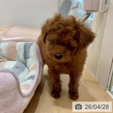 トイ・プードルの写真