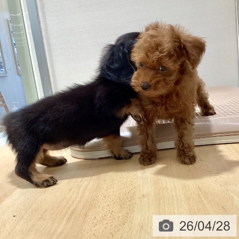 トイ・プードルの写真