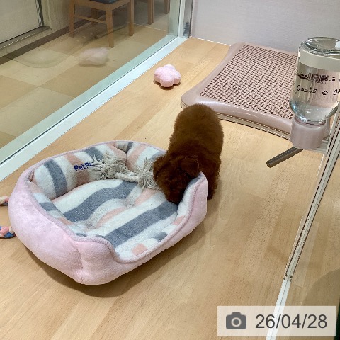 トイ・プードルの写真