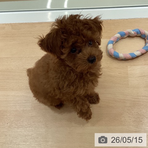 鹿児島県のトイプードル(トイ) (ペットプラス 姶良店/2026年2月26日生まれ/男の子/レッド)の子犬の3枚目の画像