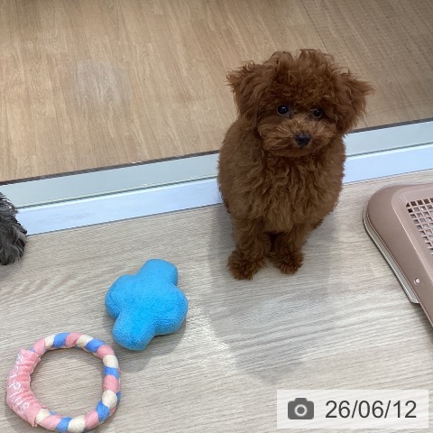 沖縄県のトイプードル(トイ) (ペットプラス 沖縄ライカム店/2026年2月26日生まれ/男の子/レッド)の子犬の3枚目の画像