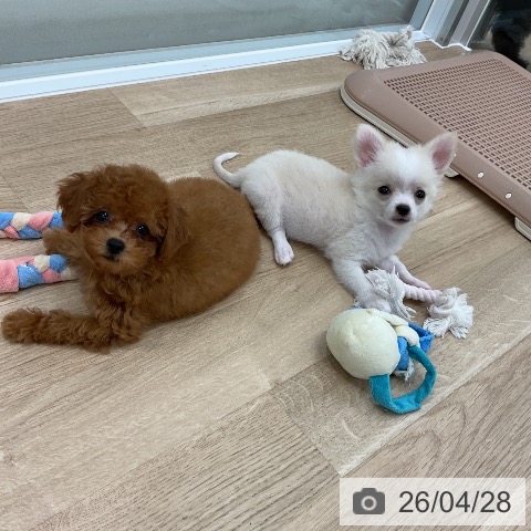 トイ・プードルの写真