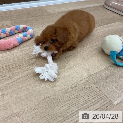 トイ・プードルの写真