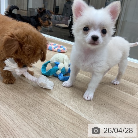 トイ・プードルの写真