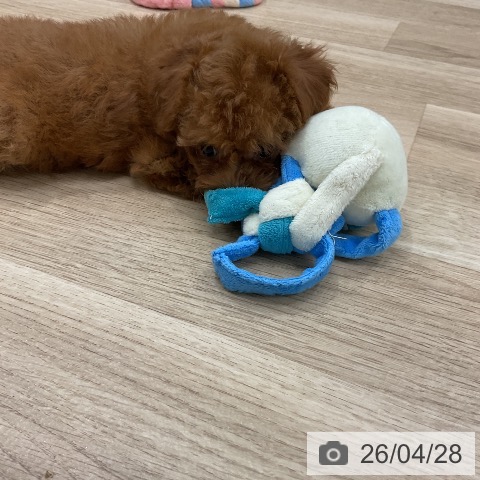 トイ・プードルの写真