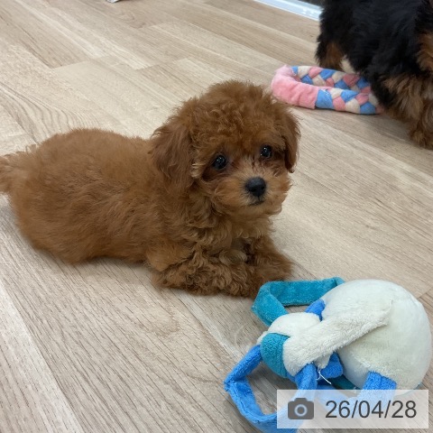 トイ・プードルの写真