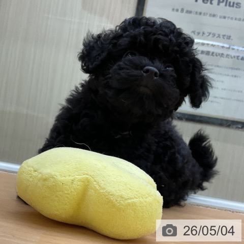 福岡県のトイプードル(トイ) (ペットプラス 福岡店/2026年2月25日生まれ/女の子/ブラック)の子犬の3枚目の画像