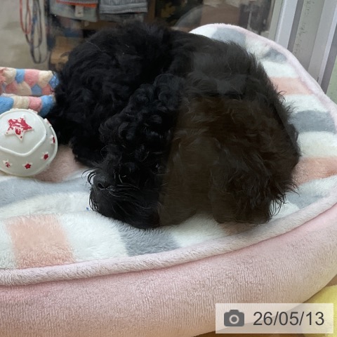 福岡県のトイプードル(トイ) (ペットプラス 福岡店/2026年2月25日生まれ/女の子/ブラック)の子犬の3枚目の画像