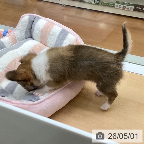 福岡県のチワワ(ロング) (ペットプラス 黒崎店/2026年2月22日生まれ/男の子/レッドホワイト)の子犬の4枚目の画像
