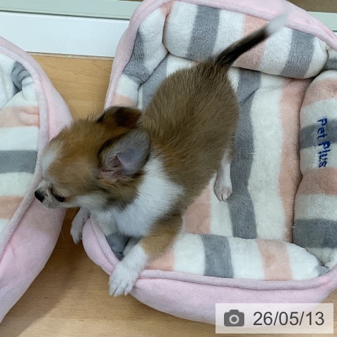 福岡県のチワワ(ロング) (ペットプラス 福岡店/2026年2月22日生まれ/女の子/レッドホワイト)の子犬の3枚目の画像