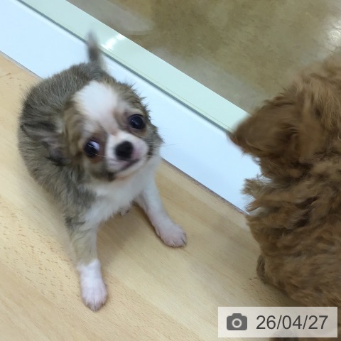 福岡県のチワワ(ロング) (ペットプラス 福岡店/2026年2月22日生まれ/女の子/レッドホワイト)の子犬の4枚目の画像