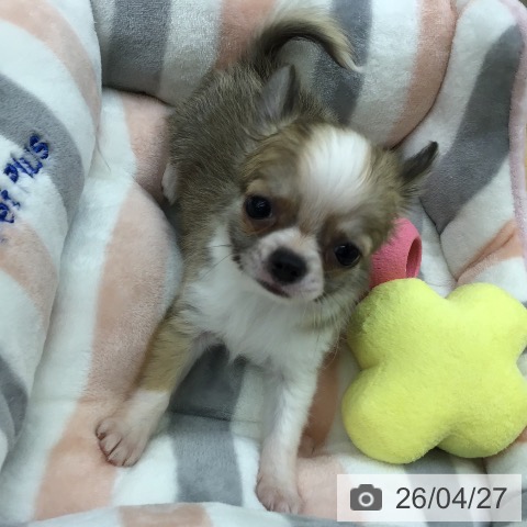 福岡県のチワワ(ロング) (ペットプラス 福岡店/2026年2月22日生まれ/女の子/レッドホワイト)の子犬の3枚目の画像