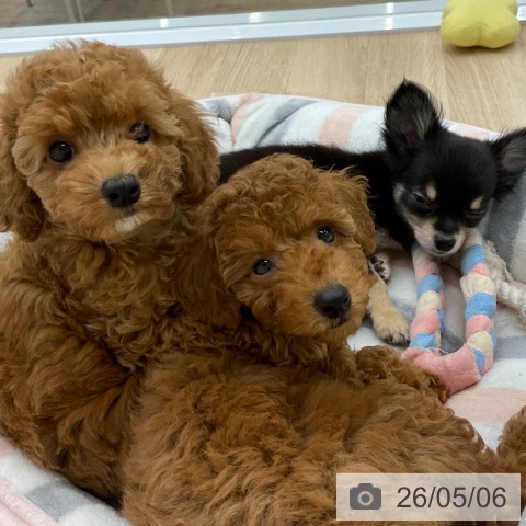 福岡県のトイプードル(トイ) (ペットプラス 春日店/2026年2月26日生まれ/男の子/レッド)の子犬の4枚目の画像