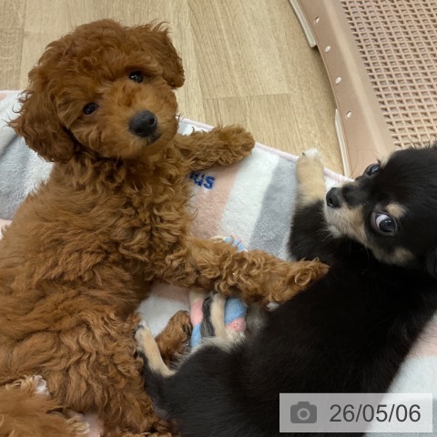 福岡県のトイプードル(トイ) (ペットプラス 春日店/2026年2月26日生まれ/男の子/レッド)の子犬の4枚目の画像