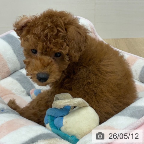 福岡県のトイプードル(トイ) (ペットプラス 春日店/2026年2月26日生まれ/男の子/レッド)の子犬の3枚目の画像