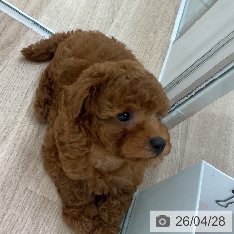 トイ・プードルの写真