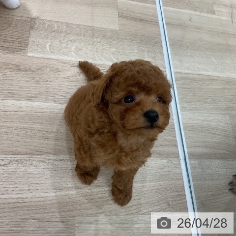 トイ・プードルの写真