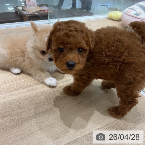 トイ・プードルの写真