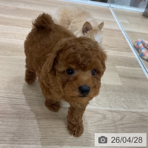 トイ・プードルの写真