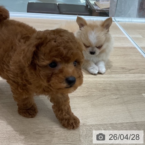 トイ・プードルの写真