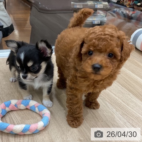 福岡県のトイプードル(トイ) (ペットプラス 八幡東店/2026年2月26日生まれ/男の子/レッド)の子犬の4枚目の画像