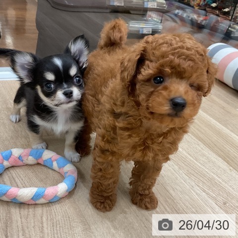福岡県のトイプードル(トイ) (ペットプラス 八幡東店/2026年2月26日生まれ/男の子/レッド)の子犬の3枚目の画像