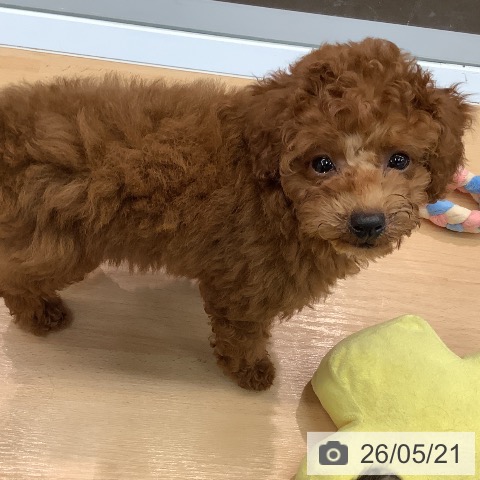 熊本県のトイプードル(トイ) (ペットプラス 熊本店/2026年2月26日生まれ/女の子/レッド)の子犬の4枚目の画像