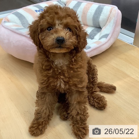 熊本県のトイプードル(トイ) (ペットプラス 熊本店/2026年2月26日生まれ/女の子/レッド)の子犬の4枚目の画像