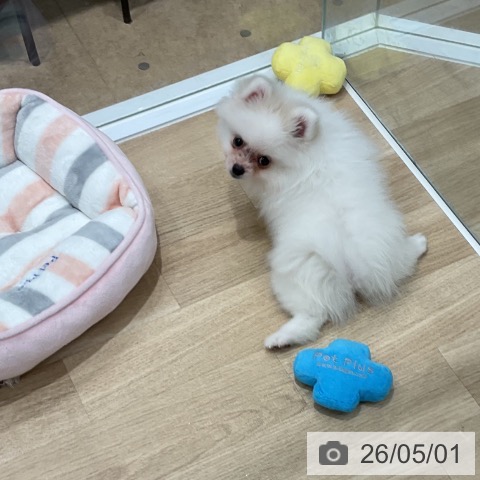 福岡県のポメラニアン (ペットプラス 八幡東店/2026年2月21日生まれ/女の子/ホワイトクリーム)の子犬の4枚目の画像