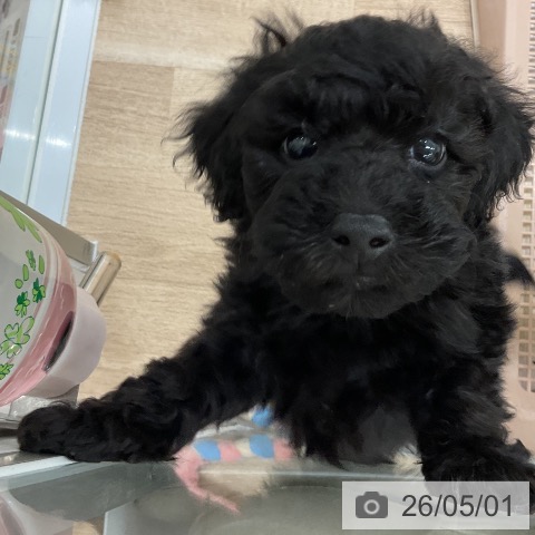 福岡県のトイプードル(トイ) (ペットプラス 八幡東店/2026年2月26日生まれ/男の子/ブラック)の子犬の4枚目の画像