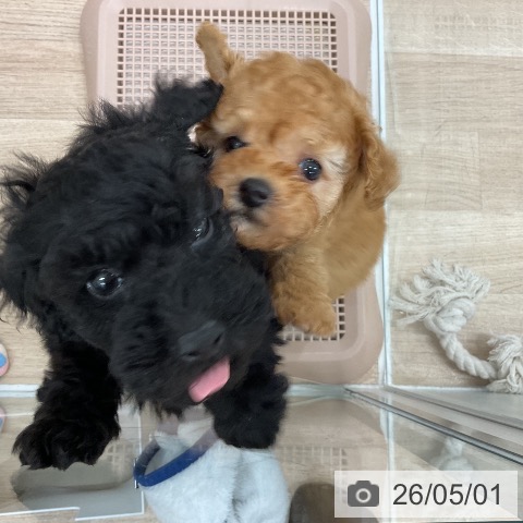 福岡県のトイプードル(トイ) (ペットプラス 八幡東店/2026年2月26日生まれ/男の子/ブラック)の子犬の3枚目の画像