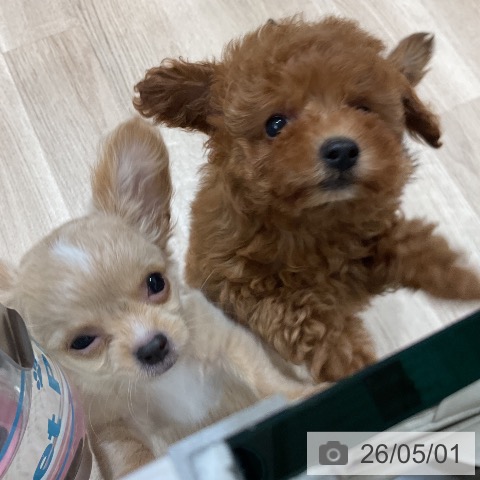 福岡県のトイプードル(トイ) (ペットプラス 八幡東店/2026年2月18日生まれ/男の子/レッド)の子犬の4枚目の画像