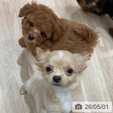 福岡県のトイプードル(トイ) (ペットプラス 八幡東店/2026年2月18日生まれ/男の子/レッド)の子犬の3枚目の画像