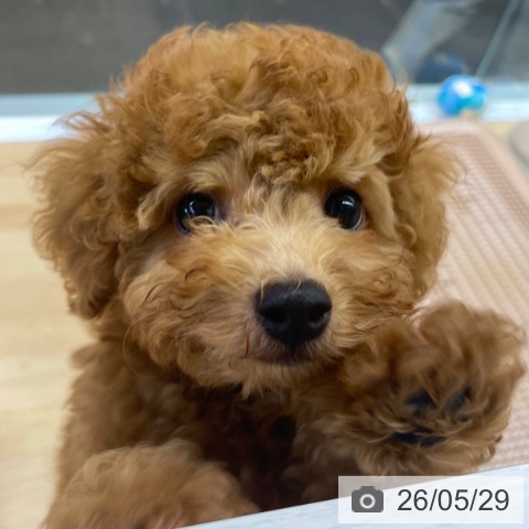 福岡県のトイプードル(トイ) (ペットプラス MARK IS 福岡ももち店/2026年2月26日生まれ/男の子/レッド)の子犬の4枚目の画像