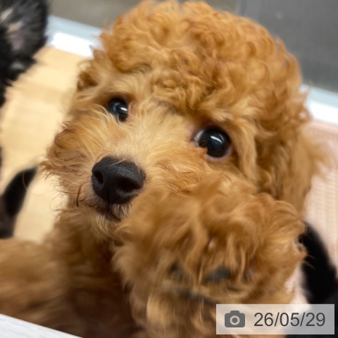 福岡県のトイプードル(トイ) (ペットプラス MARK IS 福岡ももち店/2026年2月26日生まれ/男の子/レッド)の子犬の3枚目の画像