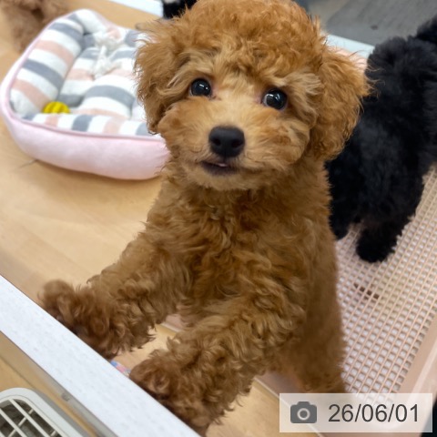 福岡県のトイプードル(トイ) (ペットプラス MARK IS 福岡ももち店/2026年2月26日生まれ/男の子/レッド)の子犬の4枚目の画像