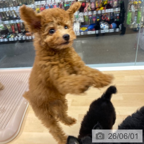 福岡県のトイプードル(トイ) (ペットプラス MARK IS 福岡ももち店/2026年2月26日生まれ/男の子/レッド)の子犬の3枚目の画像