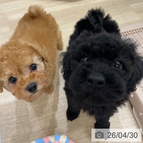 トイ・プードルの写真