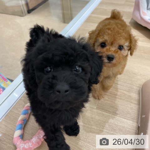 トイ・プードルの写真