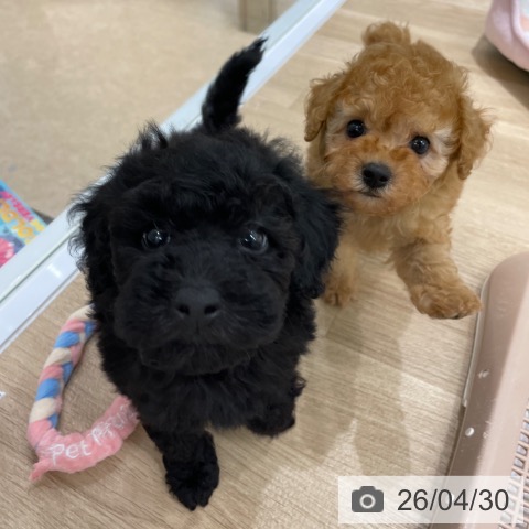 トイ・プードルの写真