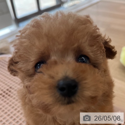 福岡県のトイプードル(トイ) (ペットプラス ららぽーと福岡店/2026年2月26日生まれ/女の子/アプリコット)の子犬の3枚目の画像