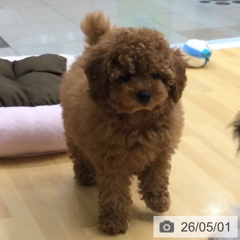 福岡県のトイプードル(トイ) (ペットプラス 黒崎店/2026年2月24日生まれ/男の子/レッド)の子犬の4枚目の画像