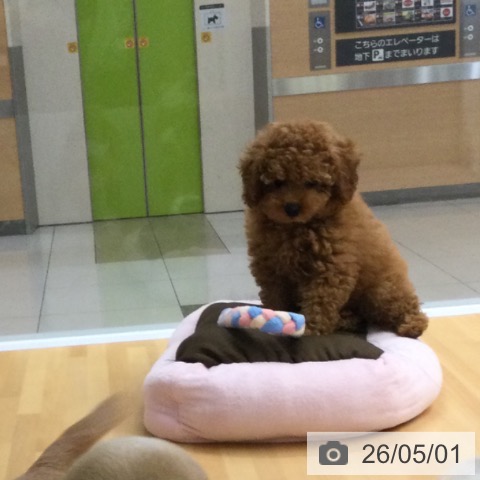 福岡県のトイプードル(トイ) (ペットプラス 黒崎店/2026年2月24日生まれ/男の子/レッド)の子犬の3枚目の画像