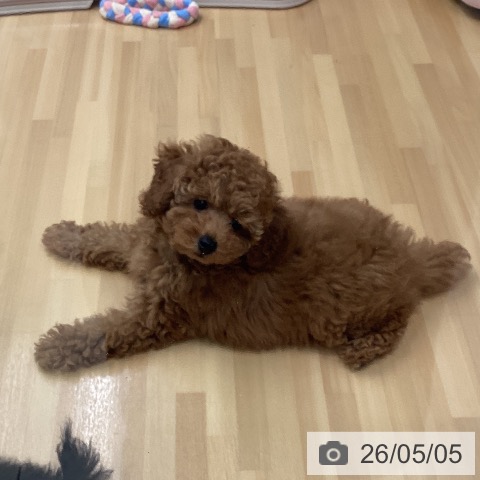 福岡県のトイプードル(トイ) (ペットプラス 黒崎店/2026年2月24日生まれ/男の子/レッド)の子犬の4枚目の画像