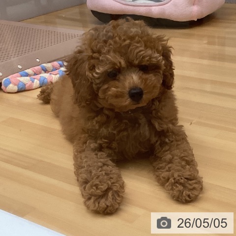 福岡県のトイプードル(トイ) (ペットプラス 黒崎店/2026年2月24日生まれ/男の子/レッド)の子犬の3枚目の画像