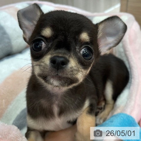 沖縄県のチワワ(ロング) (ペットプラス 南風原店/2026年2月27日生まれ/男の子/ブラックタン)の子犬の3枚目の画像