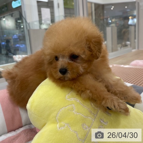 トイ・プードルの写真